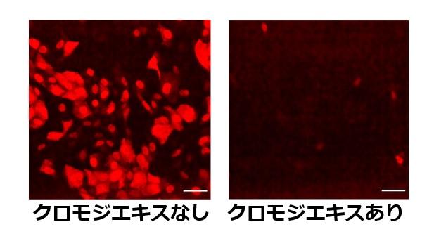 感染特異的タンパク質