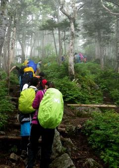 標高が上がり、亜高山帯の針葉樹林に変化してきました。