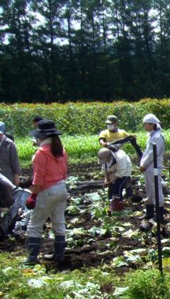 マルチの除去作業