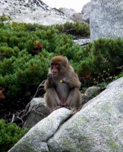 高山帯でハイマツの実を採食するニホンザル