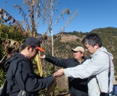 ネパール、ラリトプール郡ダルチョキ村にてアカザ属植物の種子を採種する根本助教、松島准教授、ギミレ研究員（ネパールジーンバンク）