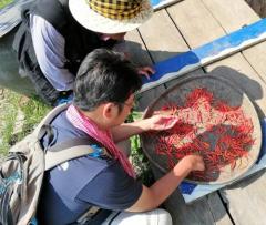 カンボジア北部プレアヴィヒア州においてトウガラシ遺伝資源を調査する松島准教授