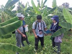 カンボジア北部ウドンメンチェイ州の畑で栽培中の作物の調査を行う松島准教授ら