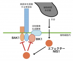 図：植物病原糸状菌のエフェクターNIS1は、植物の病原体認識機構の中枢を攻撃する。