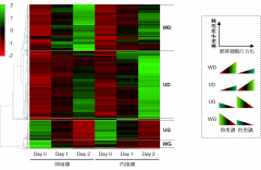 図：卵用鶏と肉用鶏の筋芽細胞における遺伝子発現パターン。筋芽細胞の分化に伴って発現が特徴的に変化する4つの遺伝子群（WD, UD, UG, WG）を同定し、詳細な解析を行った。