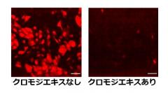 培養細胞へのインフルエンザウイルスの感染と同時にクロモジエキスを培地中に添加し、6時間後のウイルスタンパク質（NP）発現を免疫蛍光染色法により観察した。エキス添加により発現の顕著な低下が観察された。