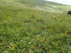 霧ヶ峰における調査地区の半自然草原の様子