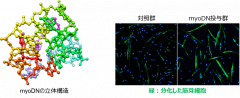 図：myoDNの立体構造（左）とmyoDNの筋分化促進作用（右）