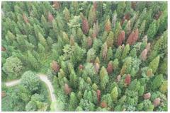 ドローンで上空からの空撮画像。林道から奥に被害木が多いことがわかる（北信森林管理署提供）