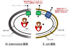 エンテロバクチン