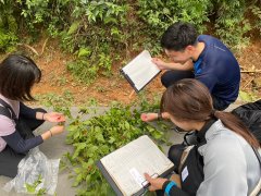 トウガラシ在来品種の調査