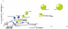 図３：ゲノムサイズおよびリピート配列の比較 ホンシメジAT787株(赤)は、他の菌根菌(黄色)と比べてリピート配列の少ない非常に小さなゲノムとなっており、腐生菌(青)に近い特徴を持っている。