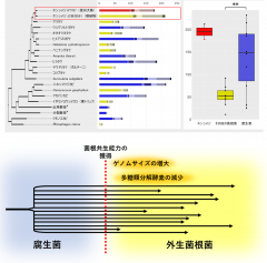 図４(上)：植物由来多糖類を分解する分泌性酵素の遺伝子数の比較 ホンシメジ(左：赤枠、右：赤)は非常に多くの酵素を持っており、他の菌根菌(黄色)とは大きく異なることが明らかとなった。図５(下)：外生菌根菌ゲノムの進化のモデル ゲノムサイズの増大や多糖分解酵素の減少は共生に必要な性質ではなく菌根性への転換後に得られた特徴であると考えられる。
