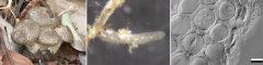 図２：ホンシメジとその菌根 「食用キノコとして馴染みの深いホンシメジの子実体(左)と、今回解読したAT787株の外生菌根（中央）及びその横断切片(右)」