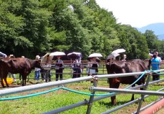 オープンフィールド（農場見学）の様子
