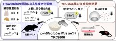 図1. ケフィアグレイン由来乳酸菌<i>Lentilactobacillus kefiri</i> YRC2606による免疫老化抑制