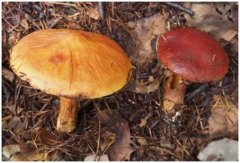 黄褐色(<i>S. grevillei</i>、左)と赤茶色(<i>S. orientalis</i>、右)