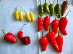 カオバン省バオラム県で収集したトウガラシ遺伝資源