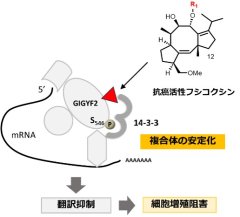 図：抗癌活性フシコクシンはmRNA翻訳抑制複合体を安定化し癌の増殖を阻害する