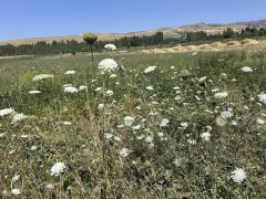 ニンジンの野生種の花(ハトロン州7月探索)