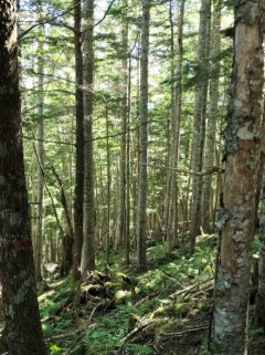 観測場所の1つである西駒ステーションの様相
