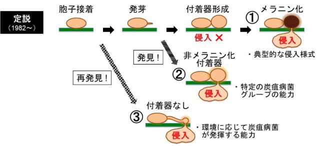 赤本　信州大学　工学部　農学部　理系　前期日程　2010年～2021年　12年分 定説が覆る！－病原性カビは多様な方法で植物に侵入し感染していた