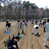 4月10日　ジャガイモの植込み