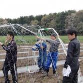 4月24日　インゲン用ネットトンネル作成