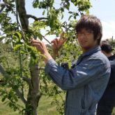 5月14日　リンゴの摘果（持続的生物生産システム実習）