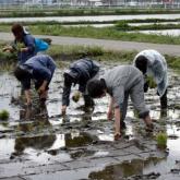 5月22日　田植え（生物生産一貫実習）