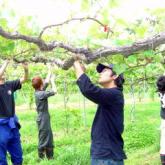 6月6日　ブドウの整枝・摘房02