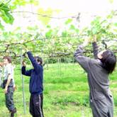 6月6日　ブドウの整枝・摘房03