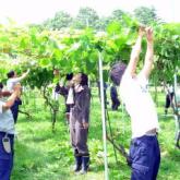 7月11日　薬剤散布と果樹・野菜の管理02