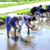 5月15日　田植え01