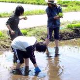 5月15日　田植え02