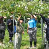 6月12日　ブドウの整枝、誘引、摘房