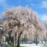 第３回フォトコン 農学部キャンパス部門 最優秀賞「桜の雪化粧」関沼幹夫さん