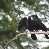 第4回フォトコン 研究活動部門 優秀賞「カラスの親子」原星一さん