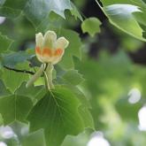 ユリノキの花が咲きました