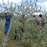 H24.5.9 リンゴ摘花（食料生産科学科・動物生産学コース）