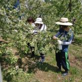 H24.5.10 リンゴ摘花（食料生産科学科・農学コース）