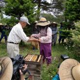 H24.6.7 ミツバチ管理・蜂蜜採取（食料生産科学科・動物生産学コース）