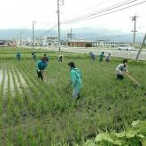 H24.6.21 水田除草（食料生産生産科学科・動物生産学コース）