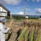 H24.9.28 稲刈り・はざ掛け（食料生産科学科・農学コース）