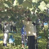 H24.10.5 ブドウ収穫（食料生産科学科・農学コース）