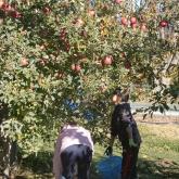H24.11.16 リンゴ収穫（食料生産科学科・農学コース）