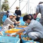 10/23　リンゴの収穫、選果②