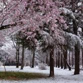 キャンパスの四季部門最優秀賞　木下翔「終雪」