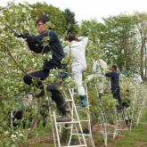 5月　りんごの摘花