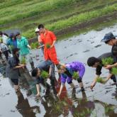 5月　田植え